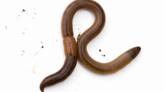 Are there 1000 Asian Jumping Worms in Pataskala